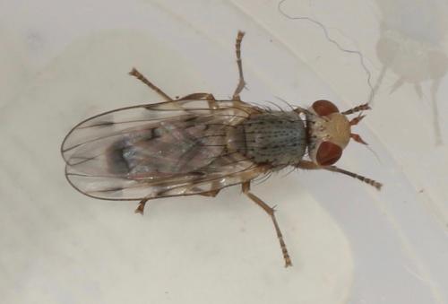 Melieria cana
